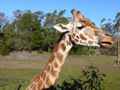 Giraffe